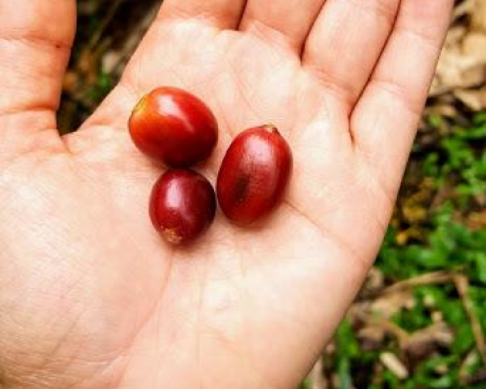 El Trebol - Colombia