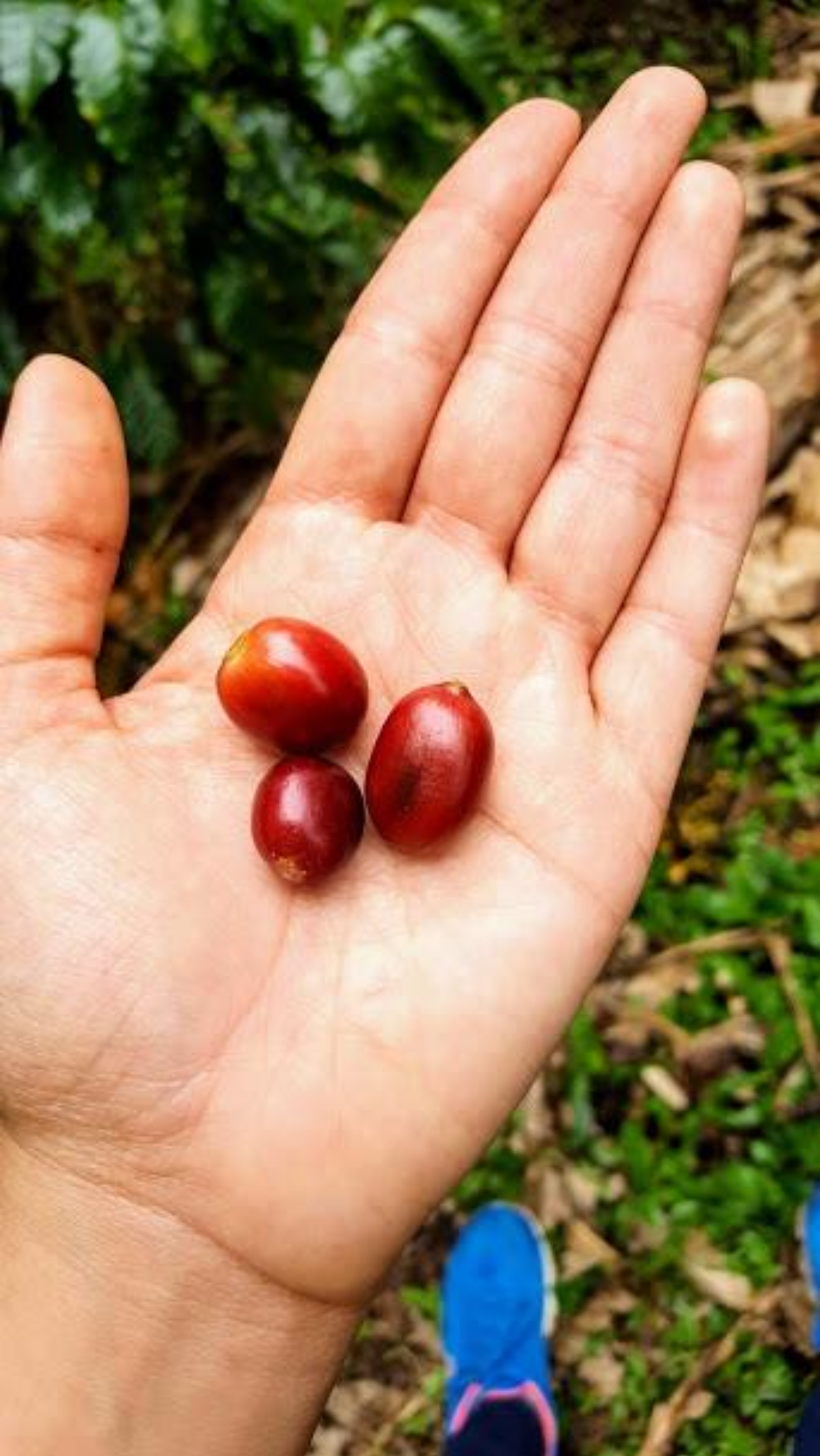 El Trebol - Kolumbien