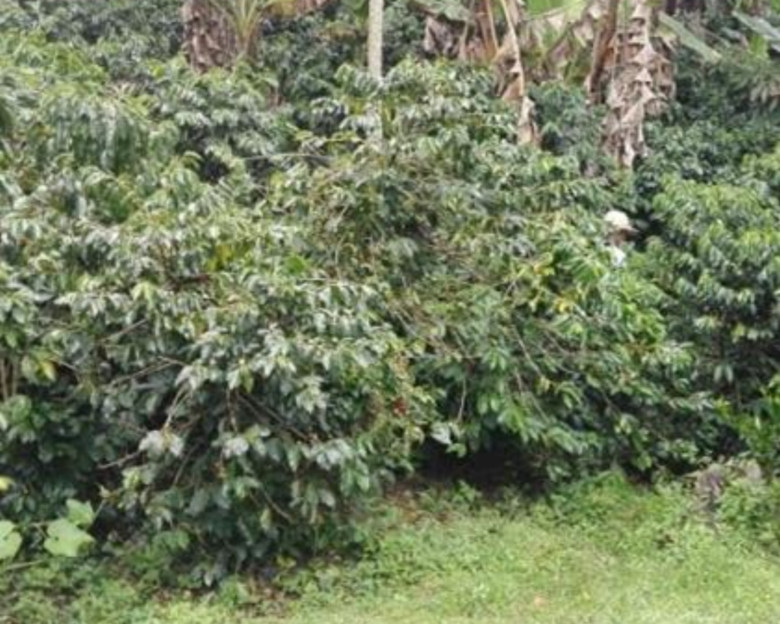 El Trebol - Colombia