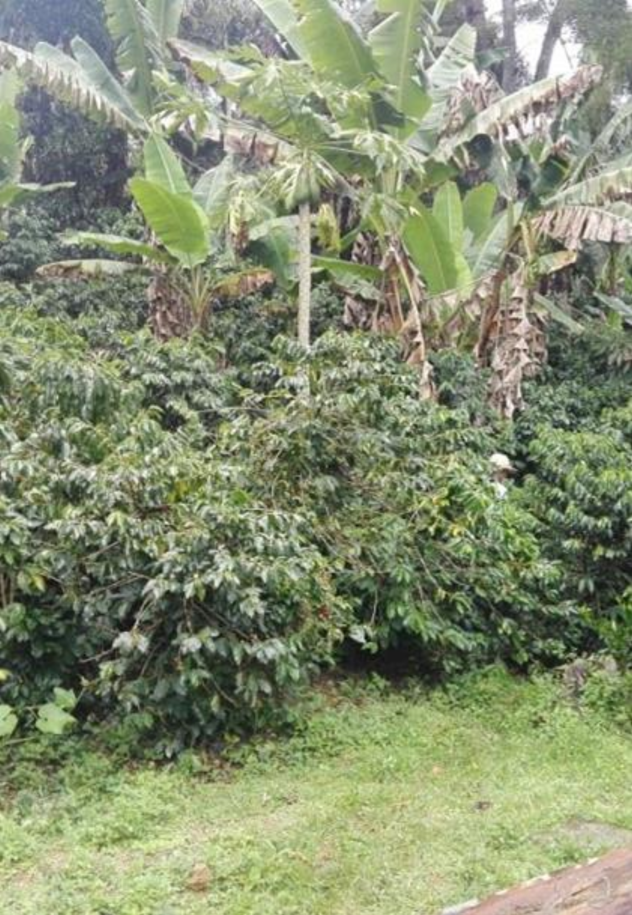 El Trebol - Kolumbien